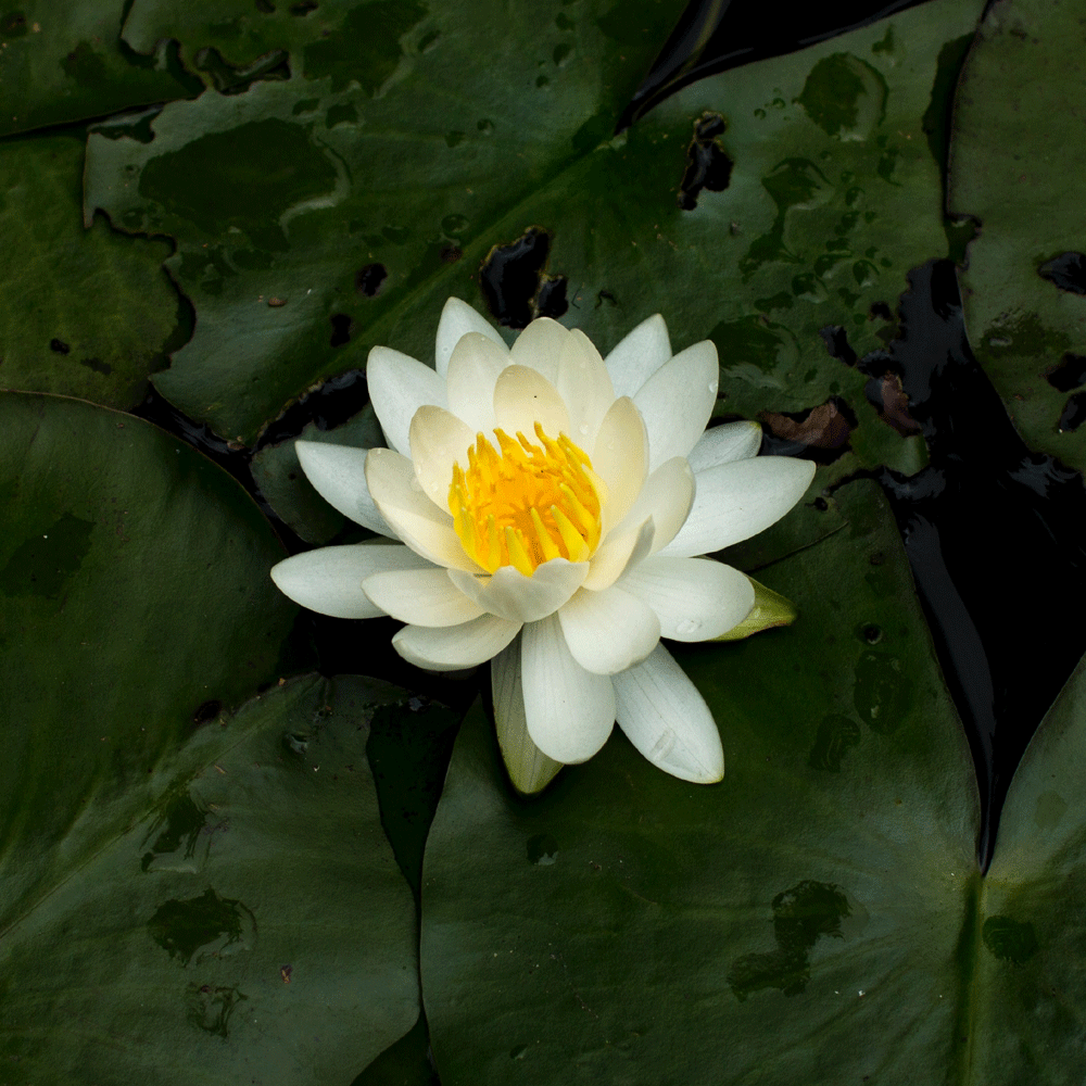 Lotus Flower