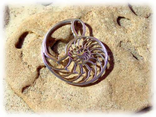 Nautilus shell