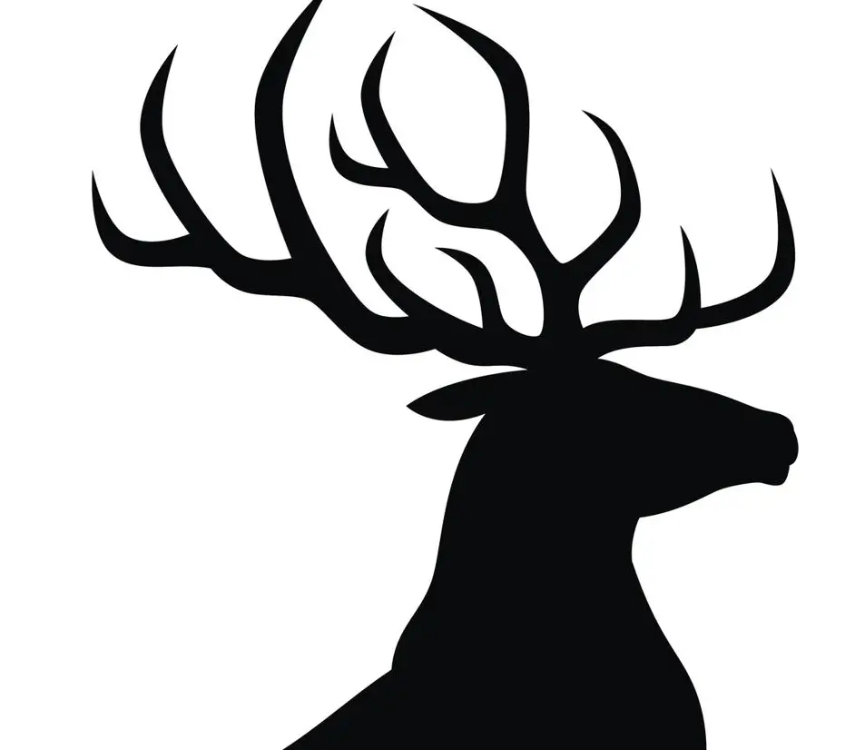 Stag